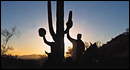 Cave Creek Trail Rides
