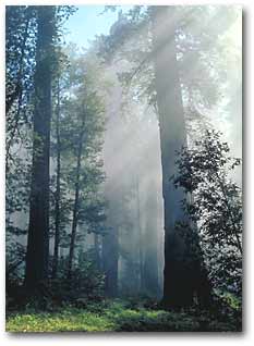 Redwood National Park, California