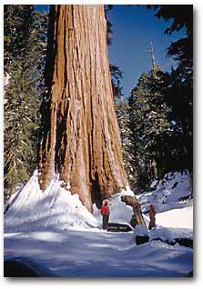 Sequoia Kings Canyon National Park, California