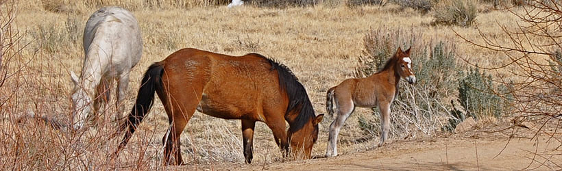 Wild Horses Roam