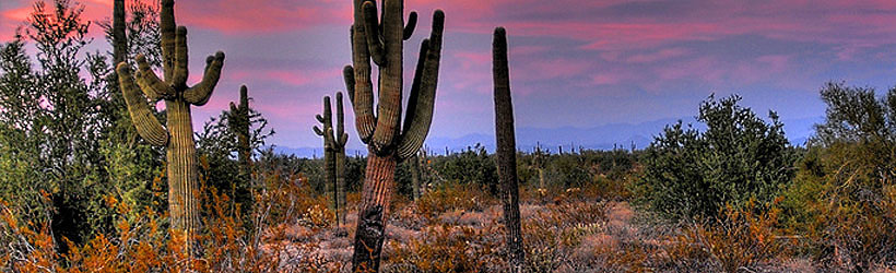 Cactus Sunset