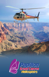 Papillon-Banner