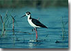 Stillwater National Wildlife Refuge