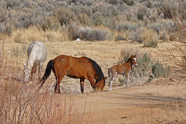 Wild Horses Roam