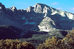 Wheeler Peak forest