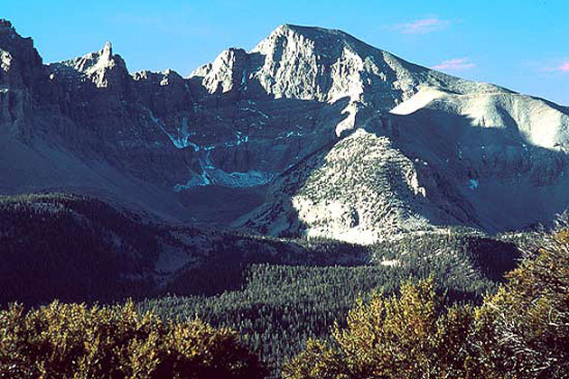Wheeler Peak forest