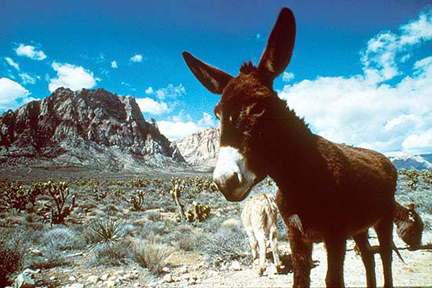 Red Rock Canyon burros