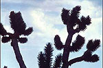 Joshua Tree