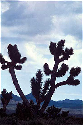 Joshua Tree