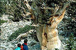 Bristlecone Pine