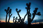 Joshua Trees