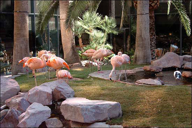 Pink Flamingos