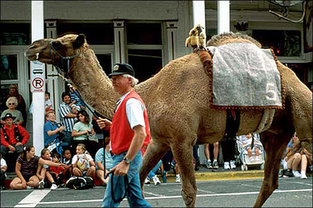 Camel Races